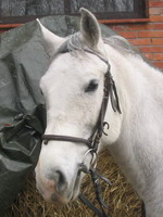 ATENA
