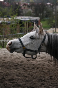 CYCERO