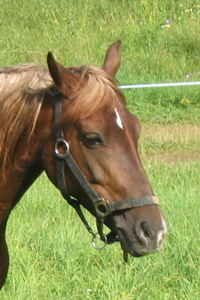 GALICJA