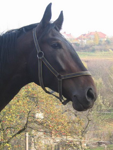 KASZMIR