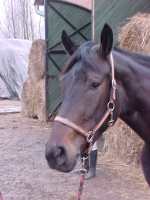 BIRMA