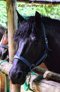 WINNETOU