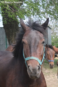 GIPSY
