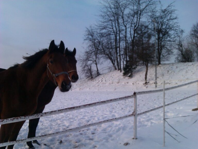 Margit i&nbsp;Montana