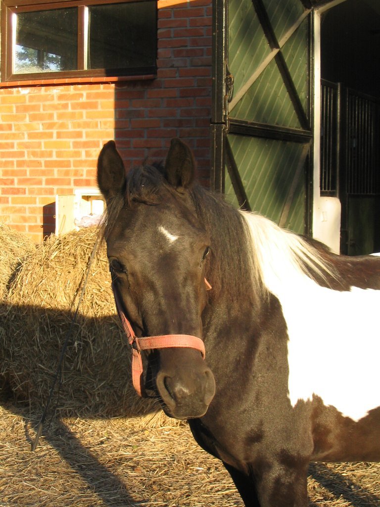 Roksana