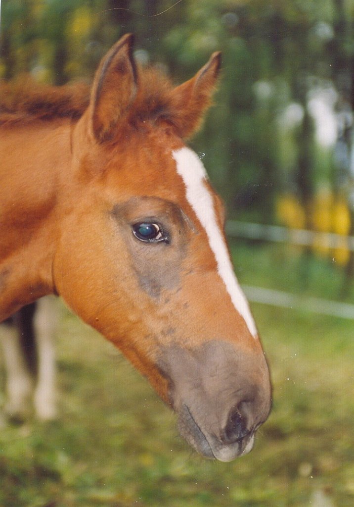 Rugia