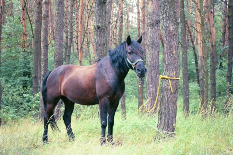 Sokół