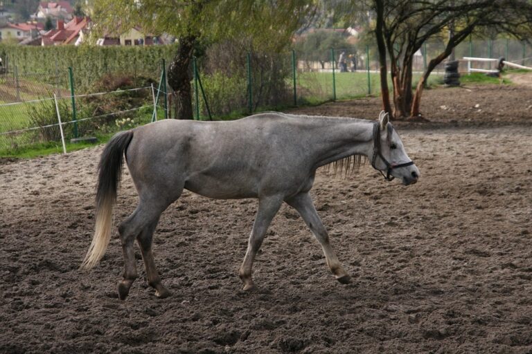 Cycero