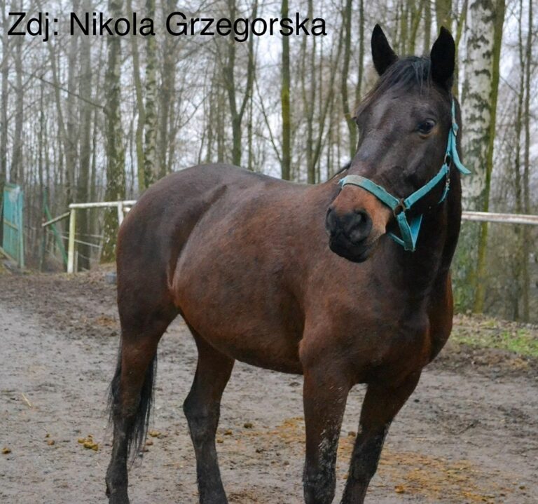 Gipsy
