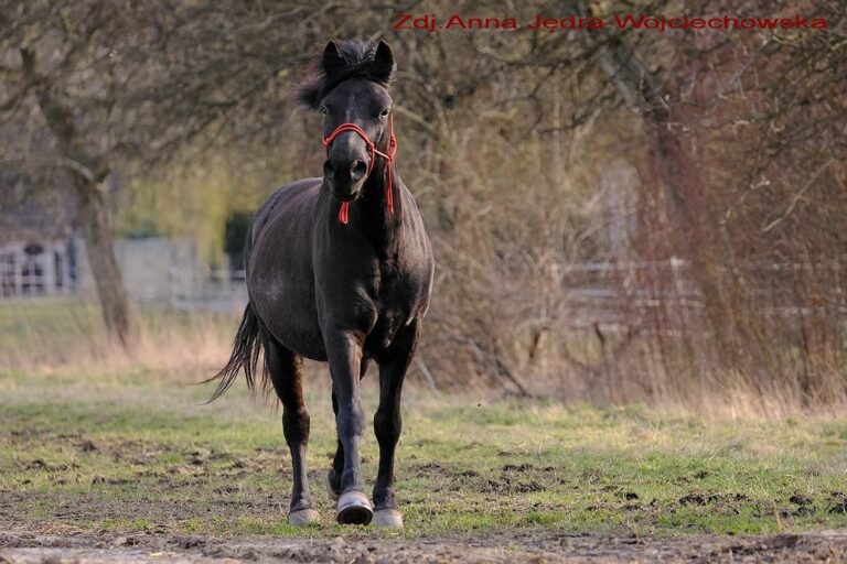 Winnetou